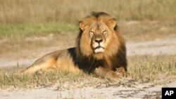 In this undated photo provided by the Wildlife Conservation Research Unit, Cecil the lion rests in Hwange National Park, in Hwange, Zimbabwe. Cecil's death in a controversial hunting episode has brought attention to the issue of trophy hunting. 