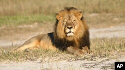 FILE: In this undated photo provided by the Wildlife Conservation Research Unit, Cecil the lion rests in Hwange National Park, in Hwange, Zimbabwe. (Andy Loveridge/Wildlife Conservation Research Unit via AP)