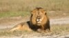 زمبابوے: ایک اور شیر کے غیر قانونی شکار کا الزام بھی امریکی شہری پر
