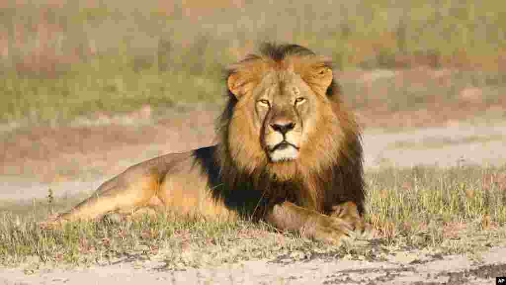Cecil, le lion bien-aimé qui à été tué par le chasseur américain Walter J. Palmer.