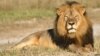 Zimbabwe Will Not Charge U.S. Dentist Over Cecil's Death
