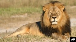 The famed lion, Cecil, killed in July by American dentist Walter Palmer.