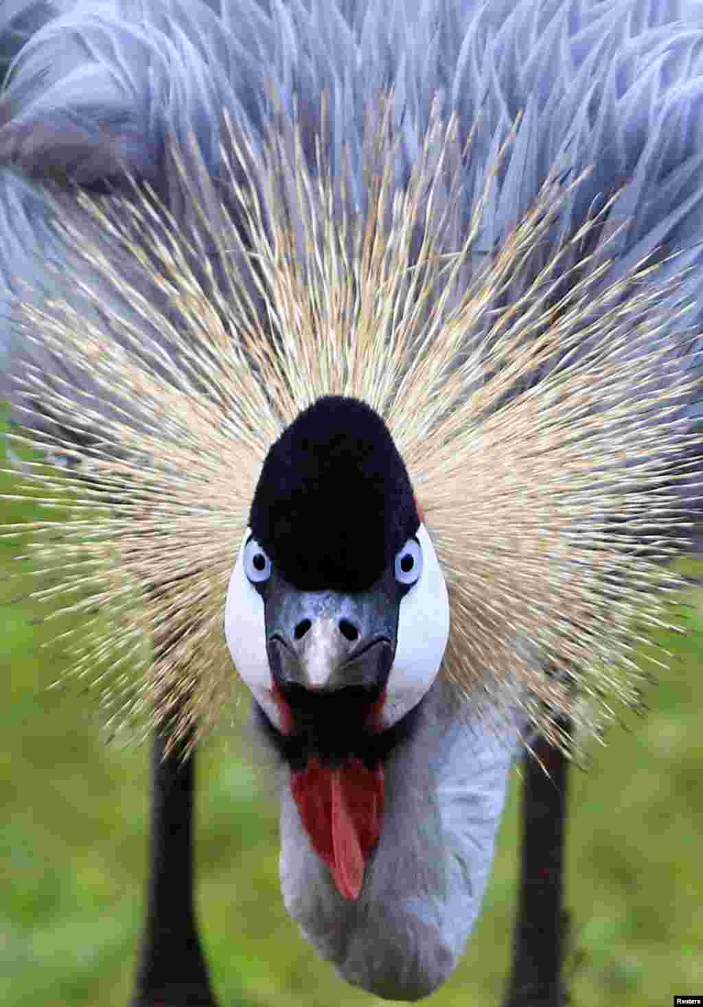 A Crowned Crane grazes at a hotel compound in Nairobi, Kenya, Apr. 18, 2013. 