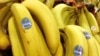 Les bananes, menacées par une nouvelle forme de la fusariose