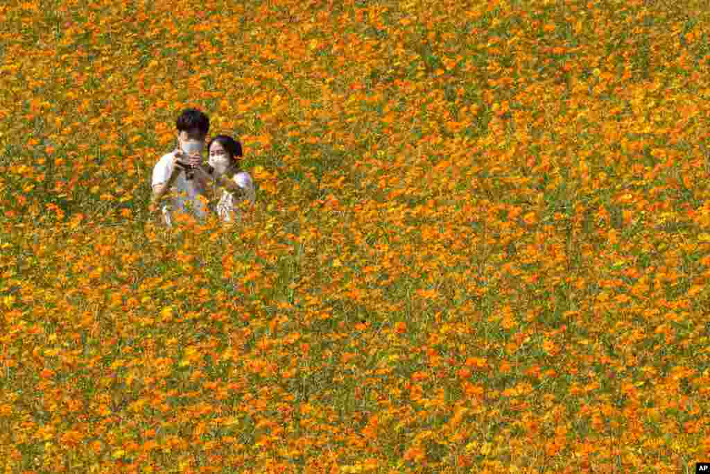 A couple wearing face masks takes a picture in the middle of a cosmos field at Olympic Park in Seoul, South Korea.