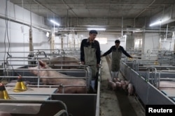 Workers move young pigs out of stalls at Guangxi Yangxiang's high-rise pig farm in Yaji Mountain Forest Park, Guangxi province, China, March 21, 2018.