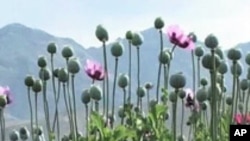 Poppy Production in Afghanistan