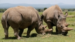 Najin, right, and her daughter Fatou, the last two northern white rhino females, graze near their enclosure at the Olpejeta Conservancy in Laikipia National Park, Kenya, March 31, 2018.