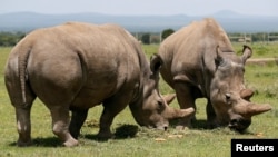 Najin, right, and her daughter Fatou, the last two northern white rhino females, graze near their enclosure at the Olpejeta Conservancy in Laikipia National Park, Kenya, March 31, 2018.