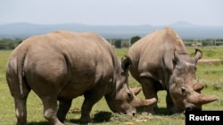 FILE - Najin, right, and her daughter Fatu, the last two northern white rhino females, graze near their enclosure at the Ol Pejeta Conservancy in Laikipia National Park, Kenya, March 31, 2018.