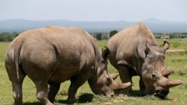 Najin, right, and her daughter Fatou, the last two northern white rhino females, graze near their enclosure at the Olpejeta Conservancy in Laikipia National Park, Kenya, March 31, 2018.
