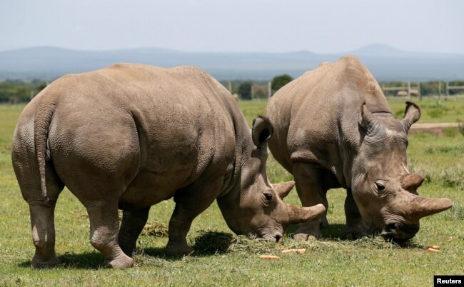 Najin, kanan, dan putrinya Fatou, dua betina badak putih utara terakhir, merumput di dekat kandang mereka di Konservasi Olpejeta di Taman Nasional Laikipia, Kenya, 31 Maret 2018, sebagai ilustrasi. (Foto: Reuters)