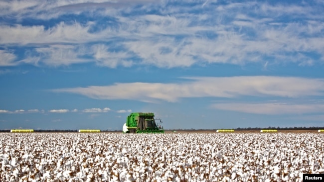 资料照：澳大利亚悉尼以西一个棉花种植农场的一片待收的棉桃。