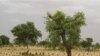 In Africa, the Greening of the Sahel
