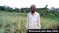 Un propriétaire d'un champ d'ananas dans la localité d'Awae où l'utilisation des pesticides se fait sans grande connaissance, 11 mai 2017. (VOA/Emmanuel jules Ntap)