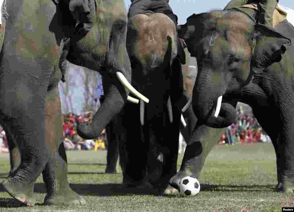 Os elefantes também jogam futebol - final da corrida dos elefantes perto de Katmandu , Nepal 