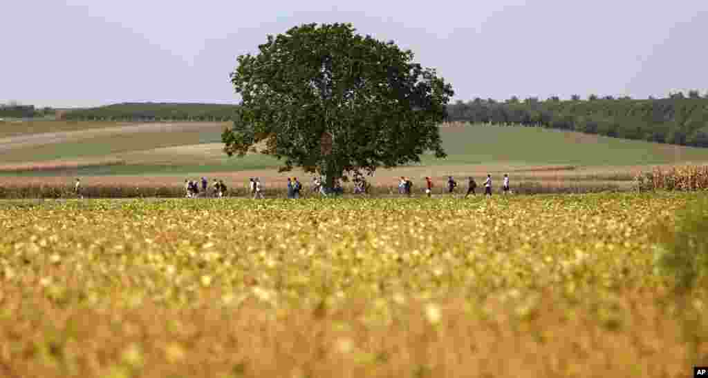Migrants make their way through fields at the border between Serbia and Croatia near Tovarnik, Croatia. The first groups of migrants have started arriving in Croatia - a new entry point into the European Union after Hungary sealed off its border with Serbia with massive coils of barbed wire.