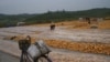 유엔 '북한 지난해 쌀·옥수수 460만t 생산'...전년 대비 7% 감소