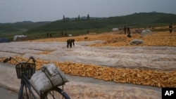 지난해 9월 북한 개성 외곽에서 수확한 옥수수를 쌓아놓았다.