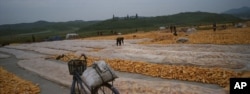 지난 2012년 9월 북한 개성 외곽에서 수확한 옥수수를 말리고 있다.