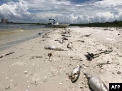 Bob Wasno, un biólogo marino de la Universidad de la Costa del Golfo de Florida, atraca su bote en una playa de Bonita Springs, Florida, el 14 de agosto de 2018, donde cientos de peces muertos mueren a causa de la marea roja.