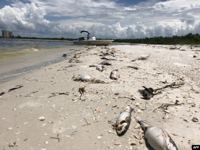 Bob Wasno, un biólogo marino de la Universidad de la Costa del Golfo de Florida, atraca su bote en una playa de Bonita Springs, Florida, el 14 de agosto de 2018, donde cientos de peces muertos mueren a causa de la marea roja.
