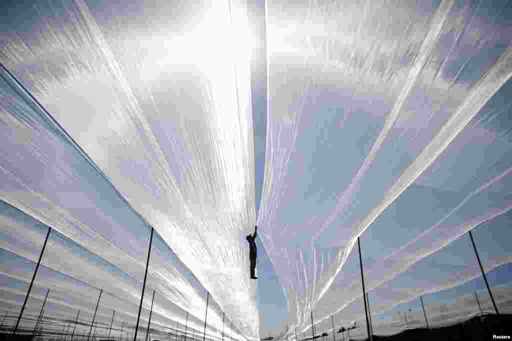 A Thai worker walks on wires as he deploys a net over a greenhouse in Nir Etzion near the northern Israeli city of Haifa.