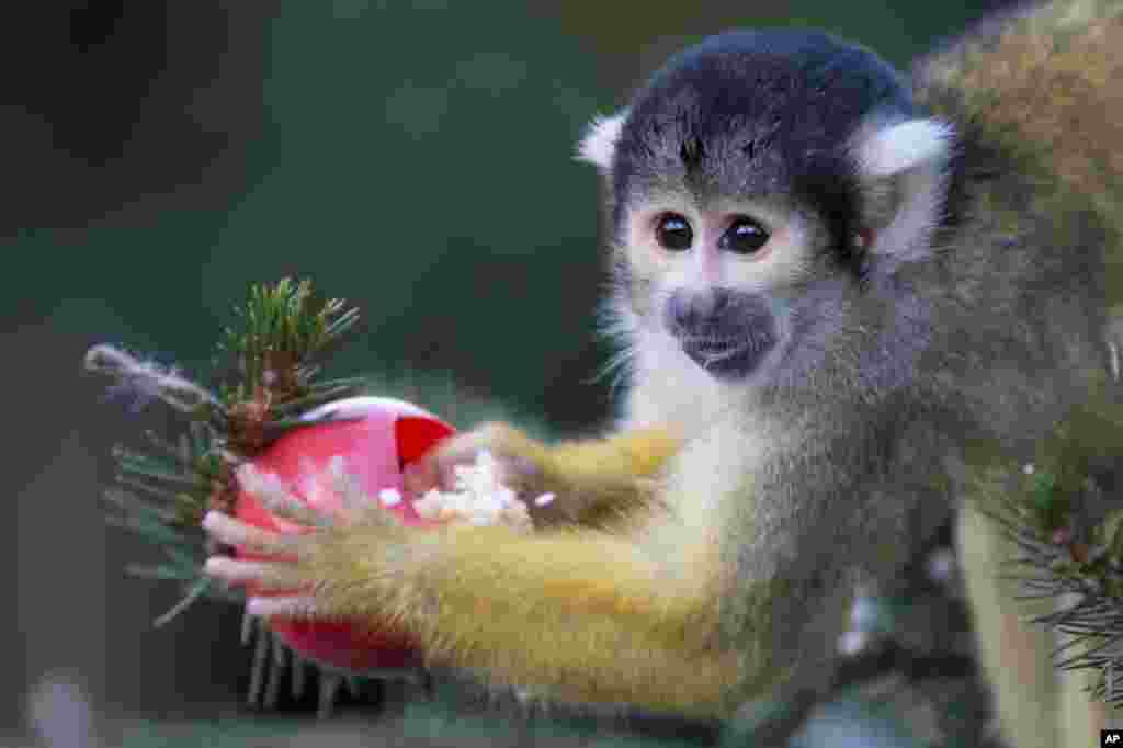 Bolivian squirrel monkeys gets a special treat from their keepers of sultanas and wax worms that were set out on a Christmas tree at London Zoo in London, Dec.18, 2013.
