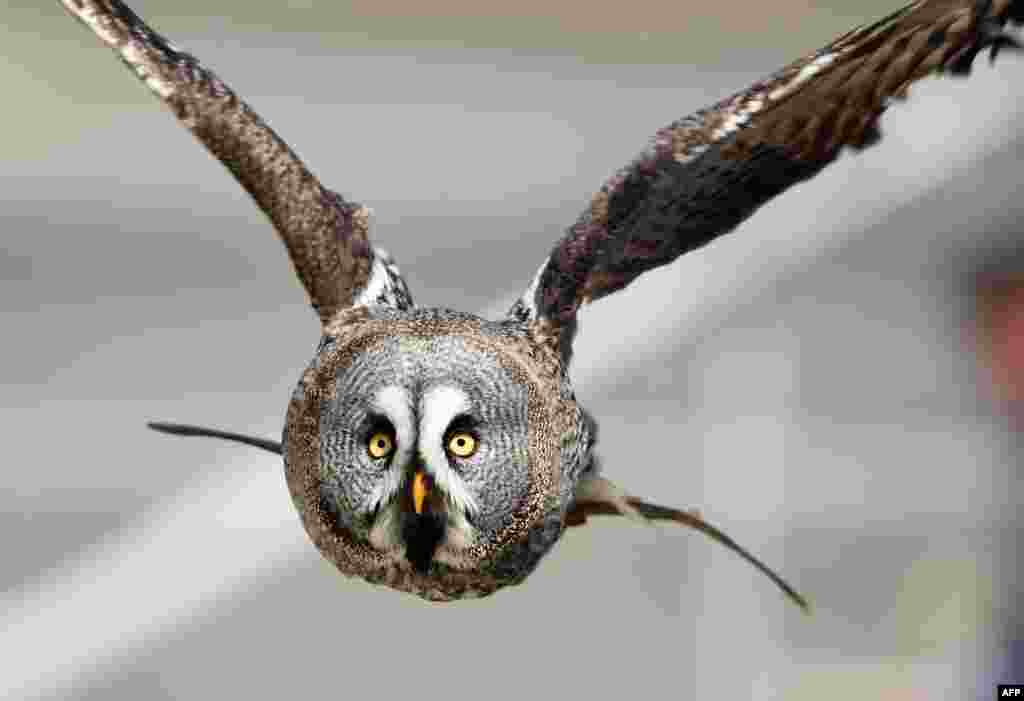 An owl flies during a performance at the Zooparc de Beauval in Saint-Aignan, central France.