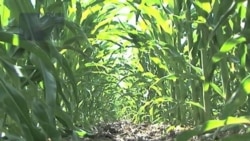 Midwest Farmers Battling Worst Drought in a Generation