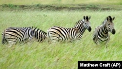 This April 2012 photo shows three zebras grazing in the Phinda Private Game Reserve, near the town of Hluhluwe, in Kwazulu-Natal province, South Africa. (AP Photo/Matthew Craft)