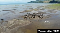 Uji Coba Pintu Air PLTA Poso akibatkan 60 persen lahan gembala ternak kerbau di desa Tokilo dan Tindoli, Pamona Tenggara terendam oleh luapan Danau Poso. Senin (9/11/2020). (Foto: VOA/Yoanes Litha)