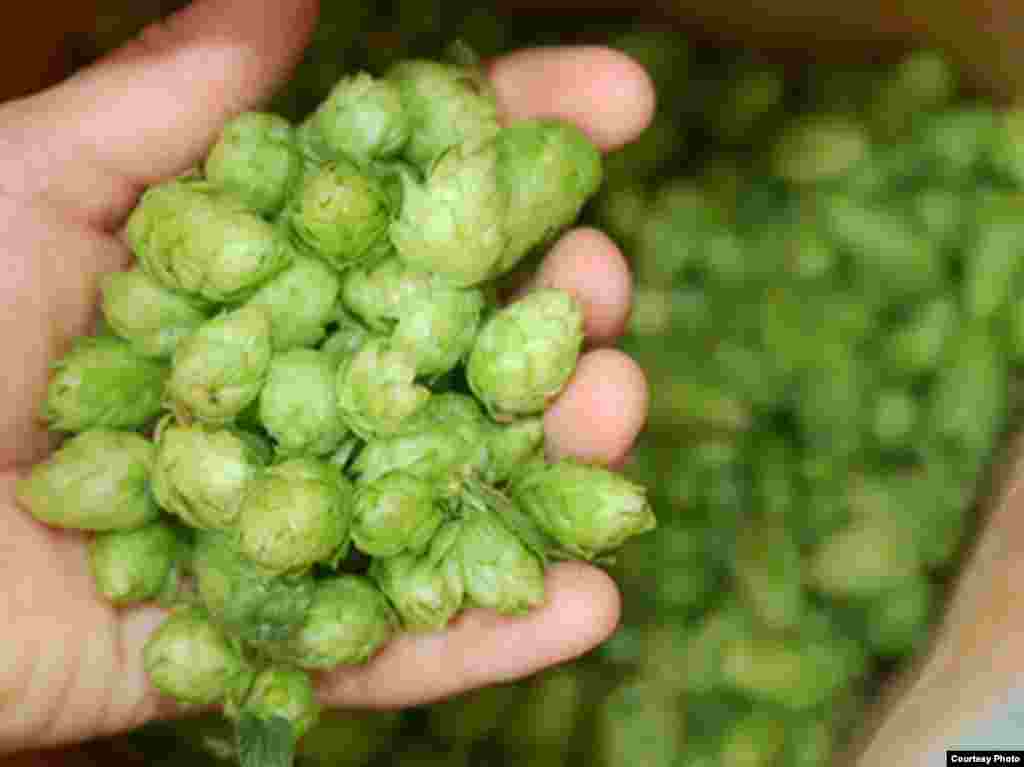 The small conical-shaped flower of the humulus lupulus plant is the hops that gives beer its bitterness and flavor (photo courtesy South African Breweries)