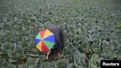 FILE - A farmer harvests broccoli in the town of al-Ansariyeh south of Sidon, Lebanon, March 15, 2016. 