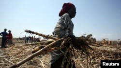 A laborer gathers sugarcane at a commercial farmland in Numan community, Adamawa state, northeast of Nigeria, Nov. 2009.