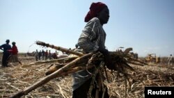 A laborer gathers sugarcane at a commercial farmland in Numan community, Adamawa state, northeast of Nigeria, Nov. 2009.