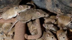 Mice scurry around stored grain on a farm near Tottenham, Australia on May 19, 2021. (AP Photo/Rick Rycroft)