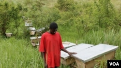 Latib Kalema stands beside the bee hives that have been preventing elephants from crossing to raid his crops, September 28, 2012. (H. Heuler/VOA)