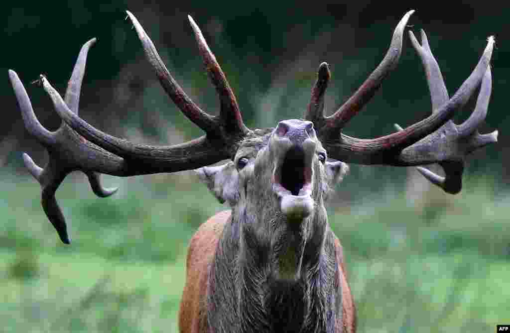 A stag roars in its enclosure at Wildpark Eekholt in Grossenaspe, Germany, as the mating season for deer has begun. 