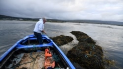 Coleman Dundass, a seaweed harvester, ties up three 'climin', each of which are a two-tonne seaweed bundle that he gathered, as he stands in his currach boat in Kilkieran, Ireland, September 10, 2021. (REUTERS/Clodagh Kilcoyne)
