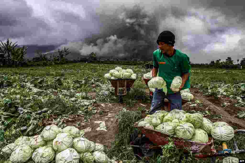 An Indonesian farmer harvests cabbages during the eruption of Mount Sinabung volcano in Karo in North Sumatra, Indonesia, Nov. 4, 2017.