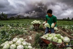 Seorang petani Indonesia memanen kubisnya selama letusan gunung berapi Gunung Sinabung di Karo di Sumatera Utara. (Foto: AFP)