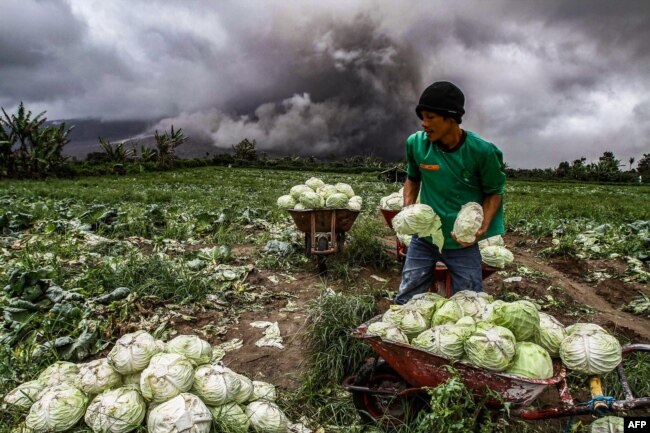 Seorang petani Indonesia memanen kubisnya selama letusan gunung berapi Gunung Sinabung di Karo di Sumatera Utara. (Foto: AFP)