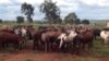 Governo angolano exorta criadores de gado a fazerem uso de linhas de crédito