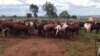 Polícia acusa homens da Renamo de roubo de gado