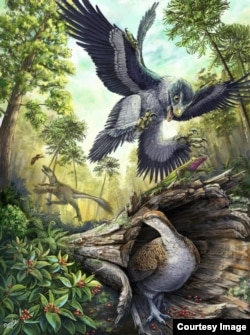 A number of bird-like dinosaurs reconstructed in their environment in the Hell Creek Formation at the end of the Cretaceous. Middle ground and background: two different dromaeosaurid species hunting vertebrate prey (a lizard and a toothed bird). Foregroun