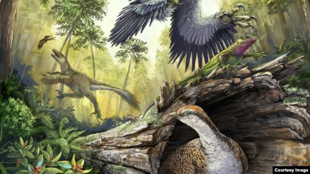 Toothless Beaks May Have Helped Birds Survive Mass Extinction