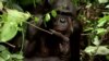 Free-Loving 'Hippie Chimps' Face Extinction