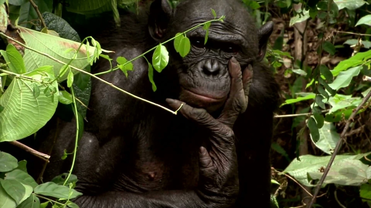 Free-Loving Hippie Chimps Face Extinction picture