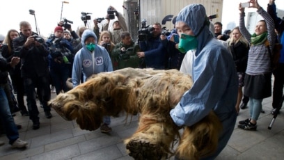 Russia's Permafrost Provides Buried Treasure Russia's Permafrost Provides Buried Treasure